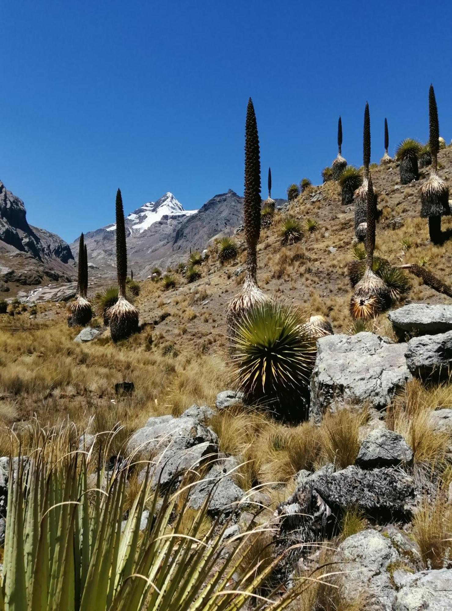 Bed and Breakfast Amazing Huaraz Екстер'єр фото